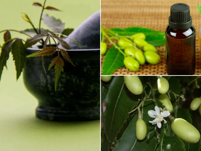 Aceite de neem: usos como insecticida para plantas y huerto