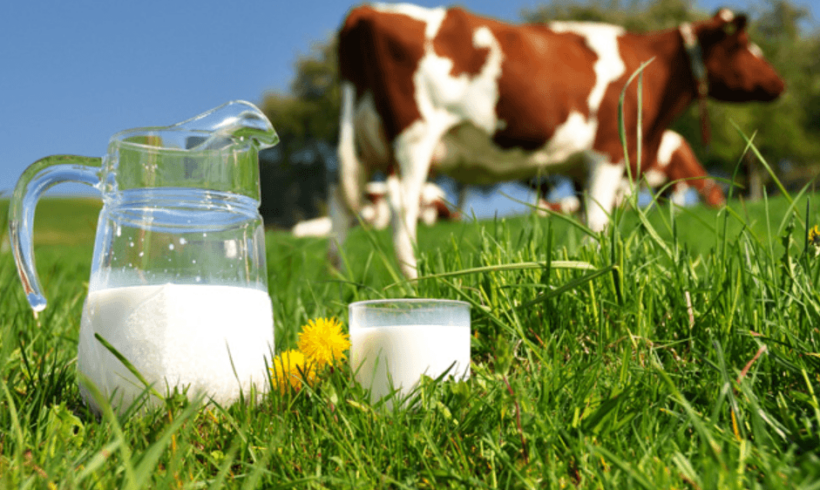 Leche de avena vs leche de vaca: ¿cuál es más ecológica?
