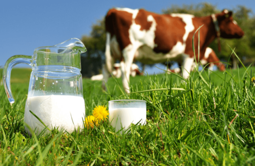 Leche de avena vs leche de vaca: ¿cuál es más ecológica?